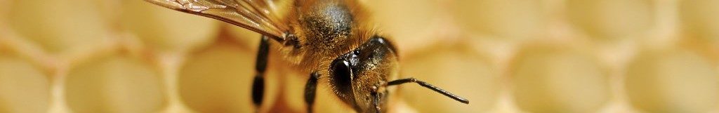 Welche Faktoren es vorm Bestellen die Eukalyptus honig zu untersuchen gilt!