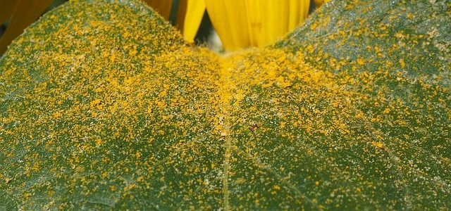 Blütenpollen im Honig