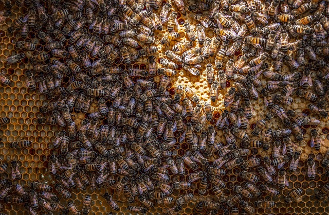 Bienen arbeiten nach Regeln