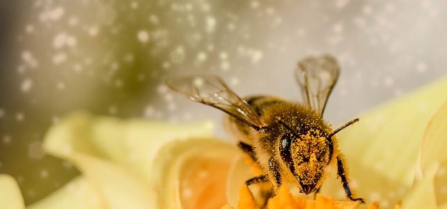 Bienen helfen