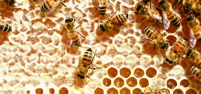 Bienenprodukte gegen Erkältungen