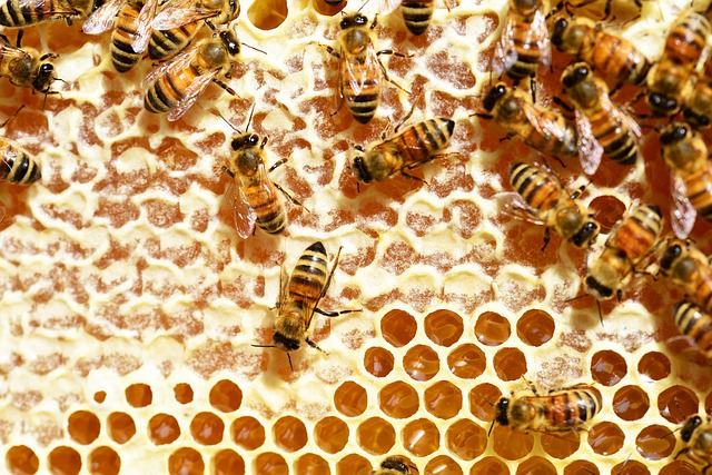 Bienen produzieren nicht nur Honig