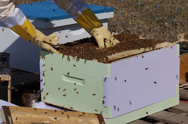 Propolis wird im Bienenstock aufbereitet