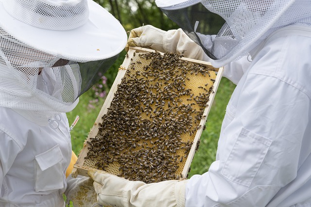 Honig ist ein Produkt von Tieren
