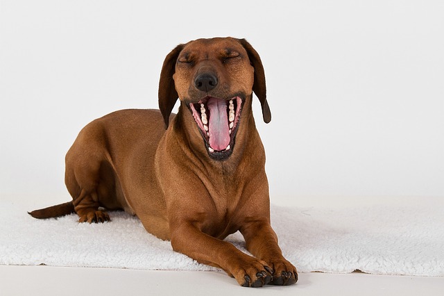 Halsentzündung beim Hund was kann man selbst tun? Erfahre hier mehr